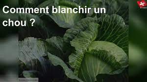Comment Blanchir Un Chou Youtube