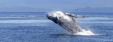 Balenele au apărut acum aproximativ 50 de milioane de ani. Balena Informatii Si Curiozitati Despre Balene Wiki Animale Marine Goki Ro