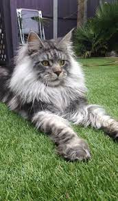 It will put on around 2 pounds per month but may gain more depending on how much and how often. Pin On 4 Cuddly Cats Kittens