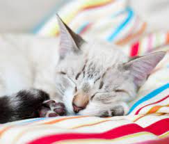 Once a cat reaches sexual maturity, it may start to act differently due to the hormones that are now circulating within its body. Your Kitten What To Expect At 7 9 Months