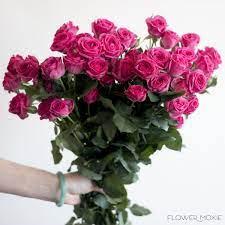 Deep Pink Spray Roses Raspberry Spray Roses Hot Pink Spray Roses Flower Moxie Spray Rose Bouquet Spray Roses Beautiful Roses Standard Roses