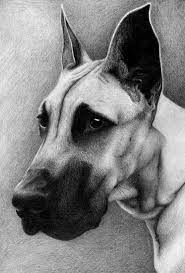Pin By Cloe Hussey On Pictures To Draw Realistic Animal Drawings Animal Sketches Dog Art