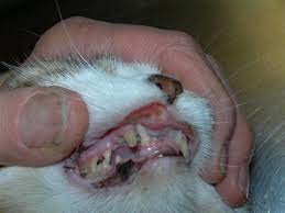 If you notice that your cat is bleeding from her private area, it is completely normal to feel alarmed. Eosinophilic Granuloma Complex On Cat Lip Or Tongue Veterinary Dentistry