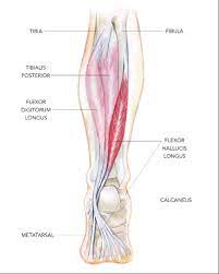 Both tendons and ligaments are dense regular connective tissue, because of its two properties: The Flexor Hallucis Longus