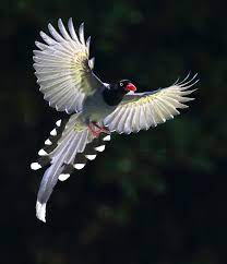 Urocissa Caerulea By Wilson Chen On 500px Animals Chen Bird