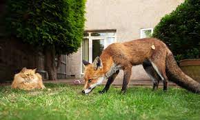 But, like any other dog, foxes will chase cats. Foxes Cats And Squirrels How To Deter Them From Your Garden Which News
