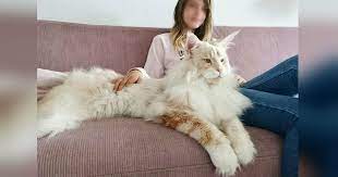 Twice, a maine coon cat has gained acclaim for its size. Meet The Maine Coon Cat Who S Taking The Internet By Storm