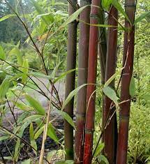 Semiarundinaria Fastuosa Common Names Temple Bamboo Narihira Bamboo Maximum Height Bamboo Landscape Bamboo Bamboo Species