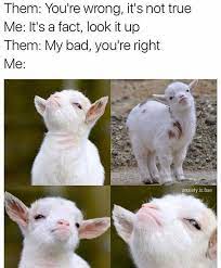 My Baby Goats Make This Face All The Time Funny Animal Jokes Funny Animal Memes Funny Relatable Memes