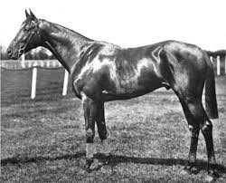 The Sport Horse Show And Breed Database Horses Derby Horse Sport Horse