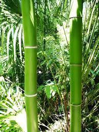 Bamboo Care And Maintenance Growing Bamboo Bamboo Care Bamboo Garden