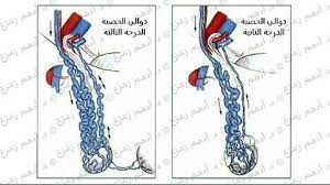 تعرف علي درجات دوالي الخصيه Art Humanoid Sketch