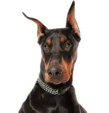 Doberman pinscher · arlington heights, il. Doberman Pinscher Puppies For Sale Adoptapet Com