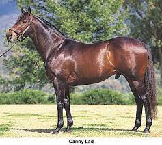 Canny Lad Aus Horses Stallion Sport Of Kings