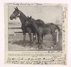 Entreaty Dam Of Phar Lap With His Full Brother Horses Horse Racing Thoroughbred Horse