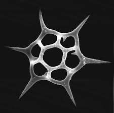 Silicoflagellates Star Shaped Internal Skeleton That Have 2 Flagella That Varies In Lengths Star Shape Diatom Algae