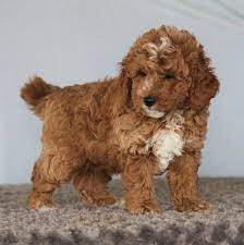 F1 goldendoodle puppies born december 1, 2017 available for adoption now. Bobby Goldendoodle Puppy 629362 Puppyspot