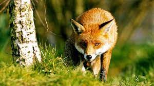 Is there a real risk of cats being attacked by foxes and what i have heard more stories about cats chasing foxes out of gardens than cats being victims. What Do Foxes Eat And More Fox Facts Woodland Trust