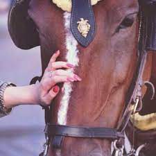 صور خيول رمزيات خيول جميلة خلفيات خيول 2016 Hand Pictures Horses Pics