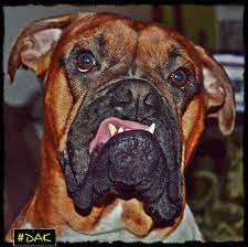 Wat Wer Bist Du Denn Foto Bild Tiere Haustiere Hunde Bilder Auf Fotocommunity Wat, wer bist du denn?! wat wer bist du denn foto bild