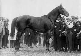 Windbag Winner Of The Melbourne Cup Melbourne Cup Winners Melbourne Cup Sport Of Kings