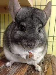 Chinchilla Meet Koal He Is A Sophisticated Eater He Loves Dried Rose Hips Look Closely They Make Amazing Pets Cute Animals Pets Animals And Pets