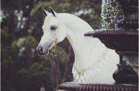 صور خيول جميلة أحلي صور حصان عربي أصيل خلفيات خيول رائعة موقع حصري Horses Show Horses Pretty Horses