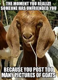 Pin By Charlotte On My Kids Goats Funny Cute Goats Baby Goats