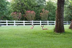 Typically made from split cedar logs, the fence materials have. Split Rail Fence Wildlife Friendly Fencing