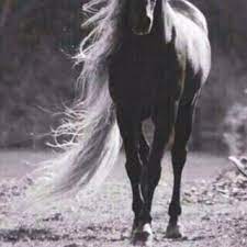 صور خيول رمزيات خيول جميلة خلفيات خيول 2016