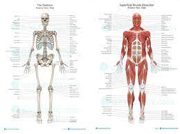 5 facts about human muscles: Welcome To Ms Stephens Anatomy And Physiology And Environmental Science Class Website Anatomy And Physiology