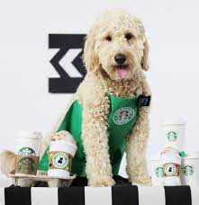 Learn all about goldendoodle breeders, adoption health, grooming, training, and more. 35 Funny Dog Halloween Costumes Cute Dog Costume Ideas