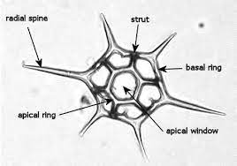 Silicoflaggelates Have A Star Shape Skeleton Made Of Silica Chloroplast And 2 Flagella Diatom Marine Biology Marine Animals