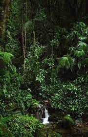 Pin By Angels On The Jungle Book 2016 Waterfall Rainforest Nature