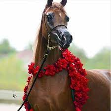 صور خيول بنية رمزيات حصان بني اخبار العراق Horses Arabian Horse Show Horses