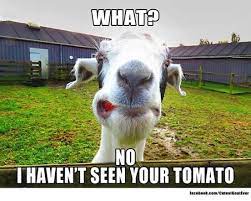 Pin By Mimi Meme Me On Goats Cute Goats Goats Funny Farm Animal Toys