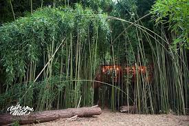 Pin On Southern Dreams