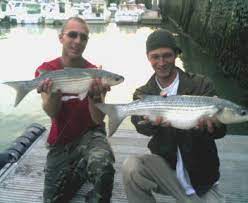 Techniques De Peche Au Mulet Dans Le Port De Dieppe Dieppe Peche En Mer Peche
