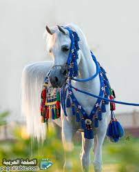 خلفيات صور خيول 2021 عربية حصان 1442 عربية اصيلة الصفحة العربية Horses Friesian Horse Arabian Horse