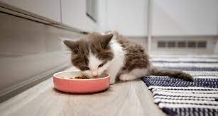 When a kitten reaches 5 months, they are still very young. How Much To Feed A Kitten Kitten Food Portions And Feeding Schedule