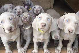 The weimaraner originated in germany in the 1800s. Weimaraner Puppies For Sale Shade Of Grey Weimaraners