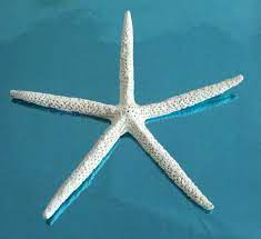 Starfish Skeleton Shades Of Blue Starfish Nature