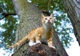 Submitted 1 year ago * by spidermangonerogue. Indoor Cats Vs Outdoor Cats Health Problems And What Vets Think