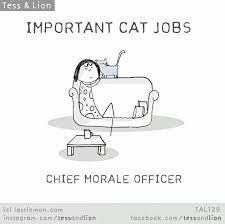 Important Cat Jobs Chief Morale Officer Cats Cat Jokes Crazy Cats