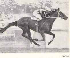 The Sport Horse Show And Breed Database Show Horses Horses Sport Horse