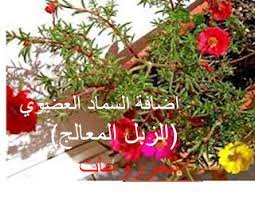 اضافة السماد العضوي الزبل المعالج للمزروعات Christmas Wreaths Holiday Decor Holiday