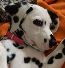 Don't miss what's happening in your neighborhood. Litter Of 8 Dalmatian Puppies For Sale In Connellys Springs Nc Adn 41378 On Puppyfinder Com Gende Puppies For Sale Dalmatian Puppies For Sale Dalmatian Puppy