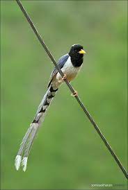 Yellow Billed Blue Magpie Pretty Birds Most Beautiful Birds Beautiful Birds