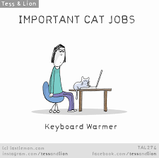 Important Jobs Cats Do Every Day Crazy Cats Cats Cute Cats