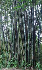 Bamboo Which Shoots Can Be Eaten Growing Bamboo Bamboo Species Bamboo Shoots